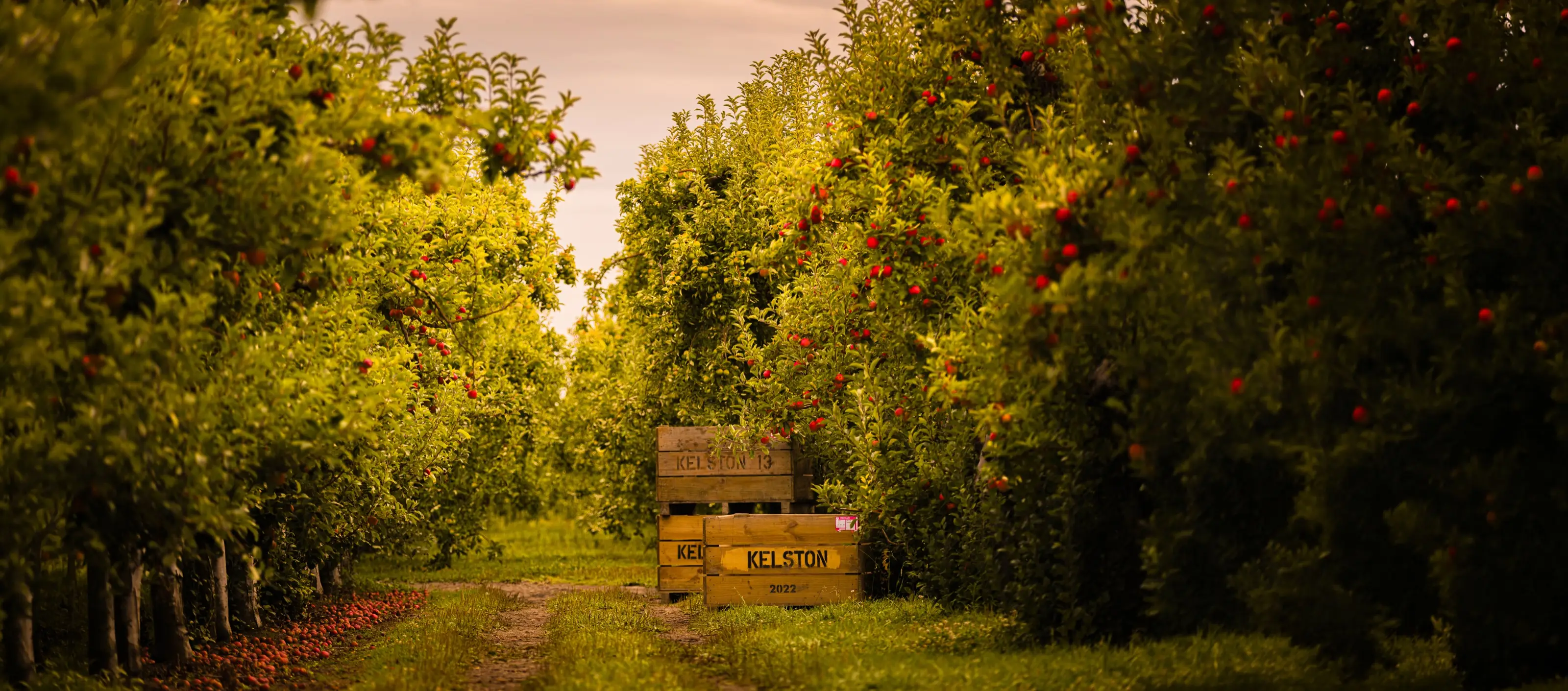 Golden evening light over an orchard with stacked wooden apple crates