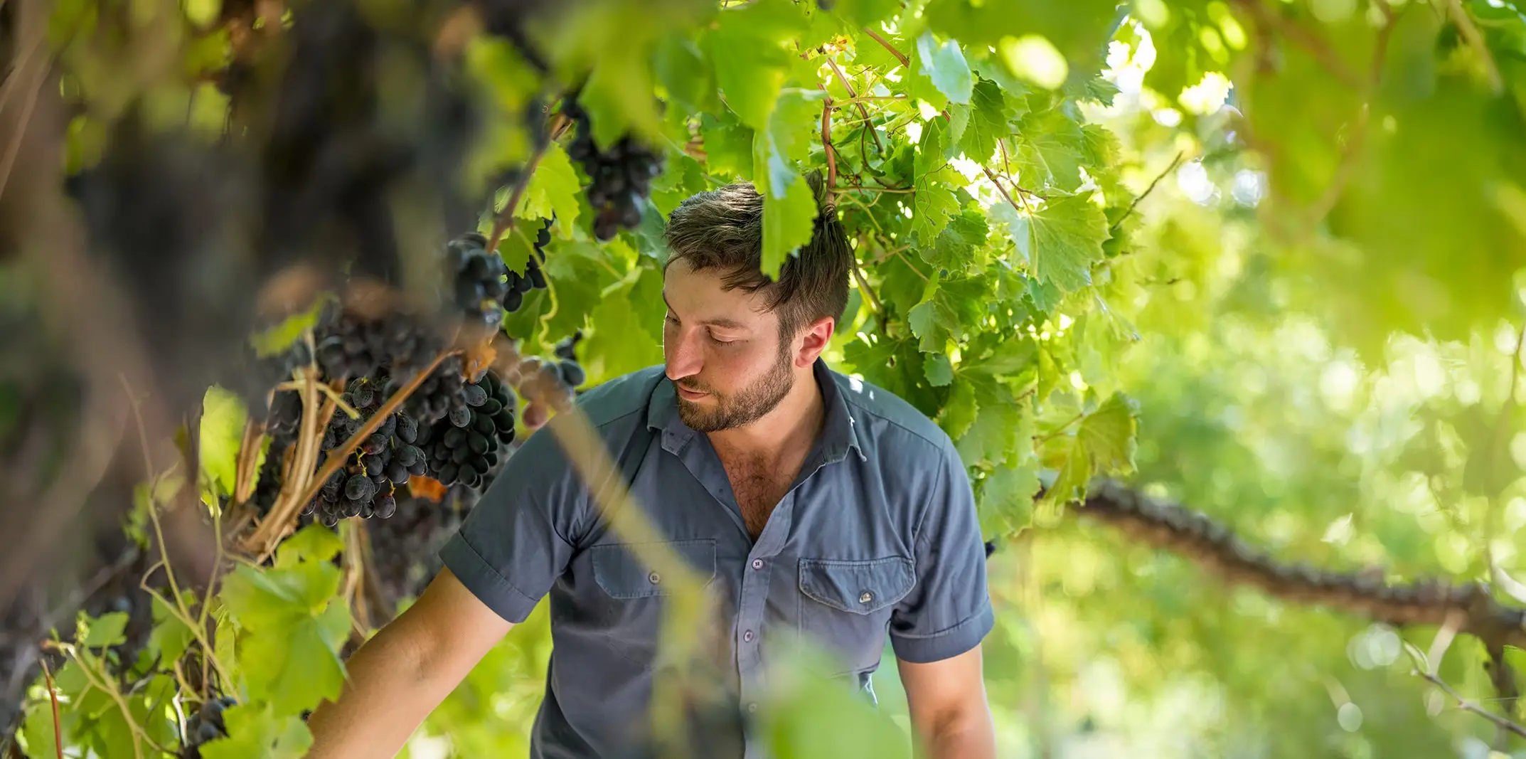 Grower inspecting grapes on the vine in an Australian vineyard
