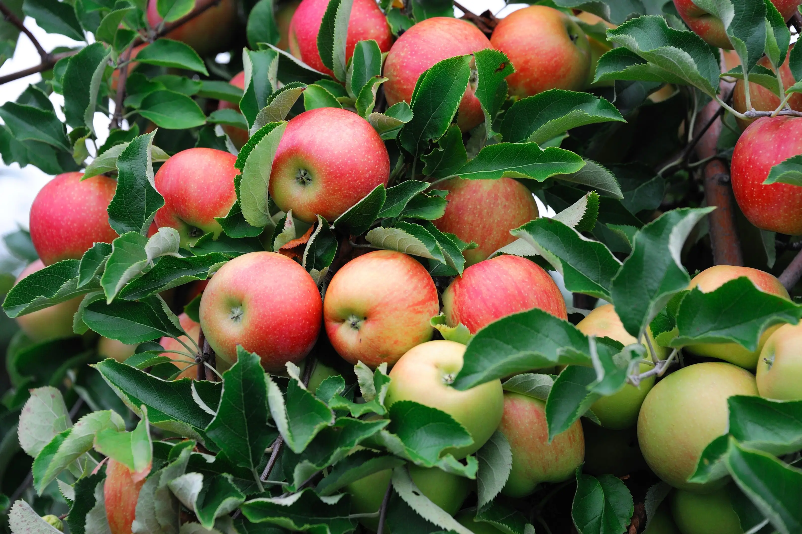 Red apples ripening on the tree