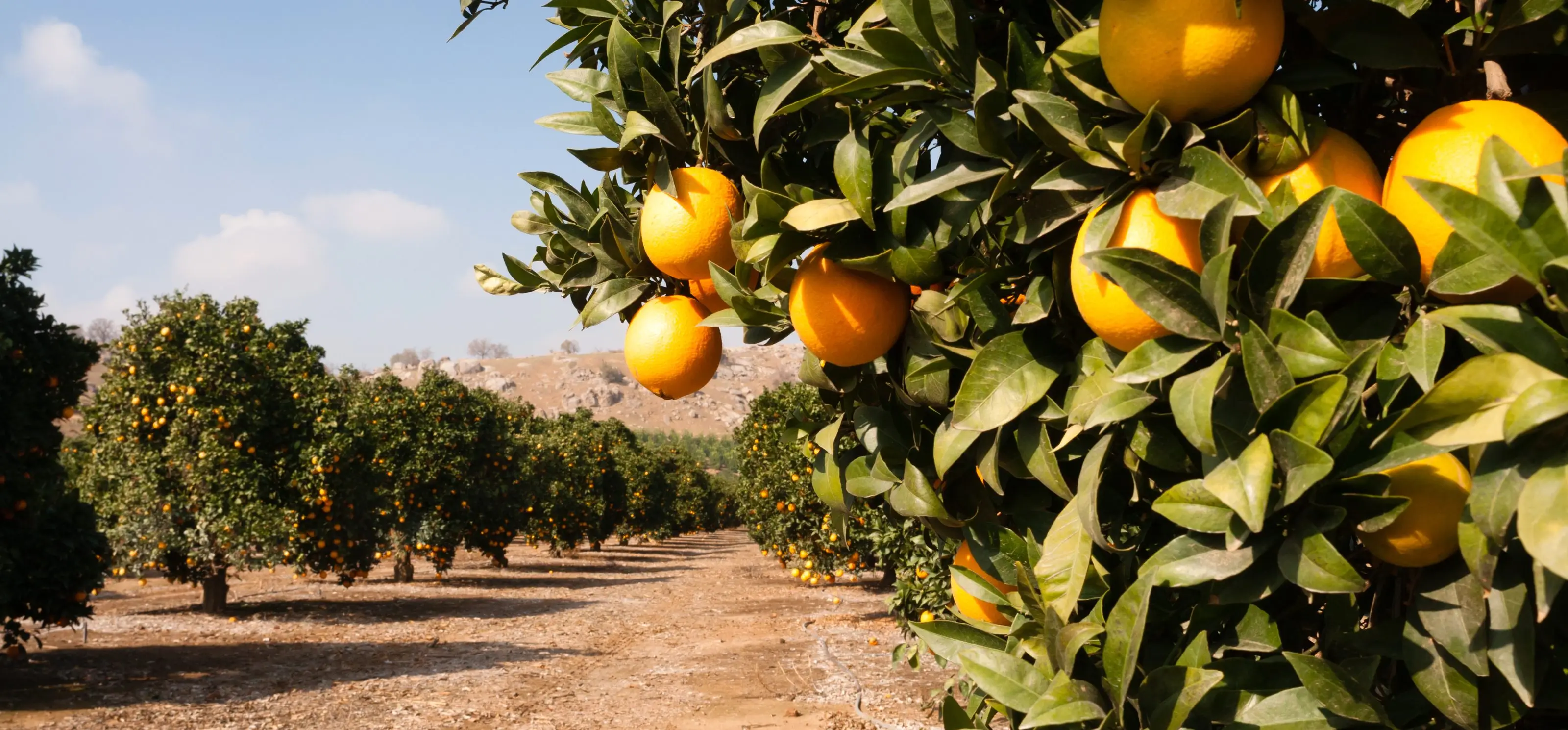 Oranges ripening in a California citrus grove