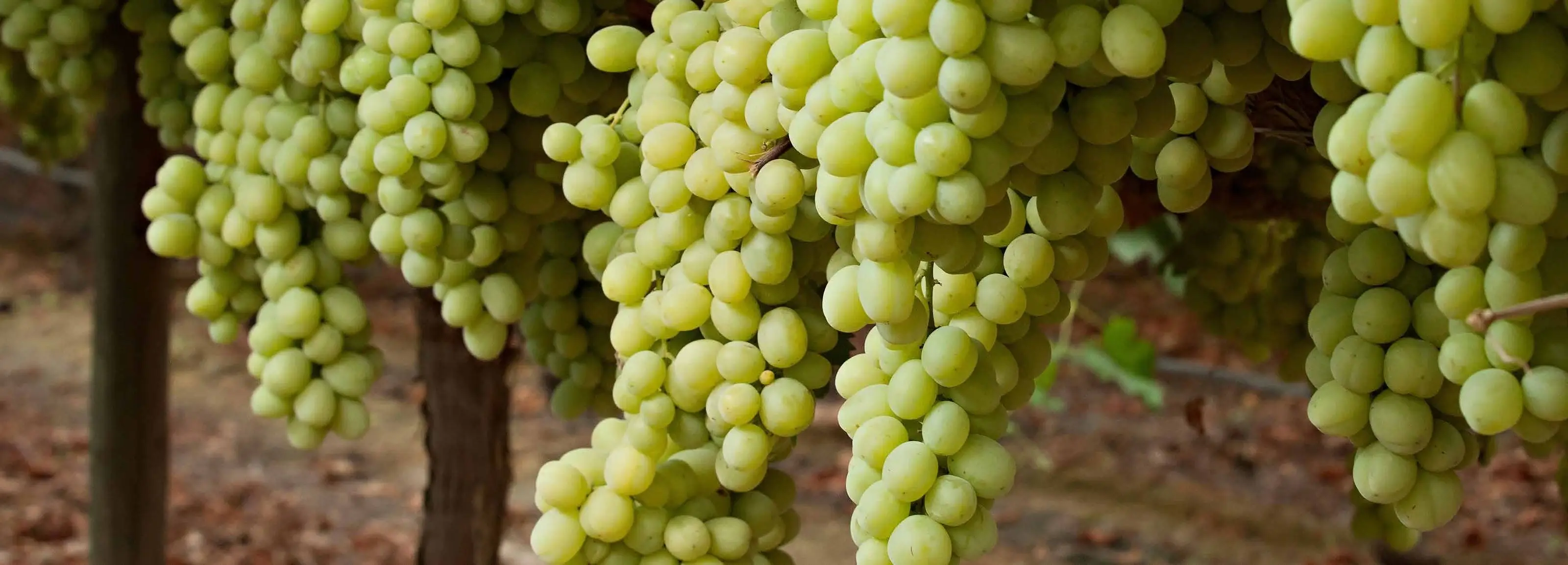 Green table grapes hanging on the vine