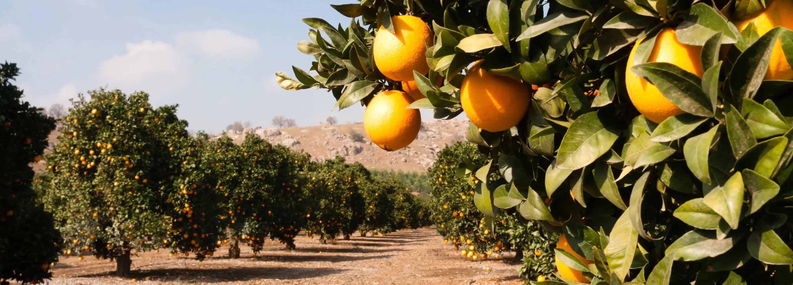 Oranges ripening in a North American citrus grove