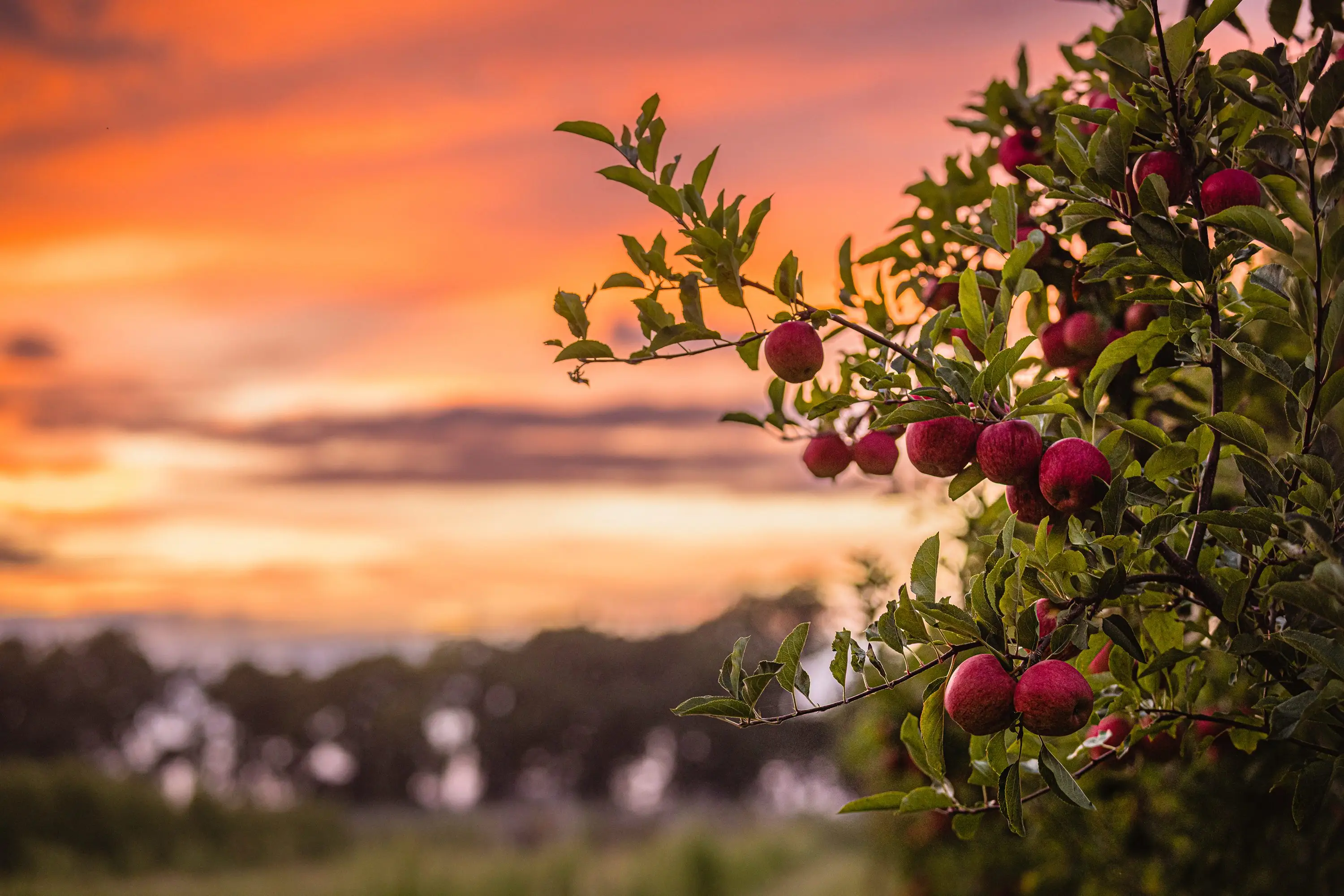 Apples on the branch of an orchard tree against a sunset sky