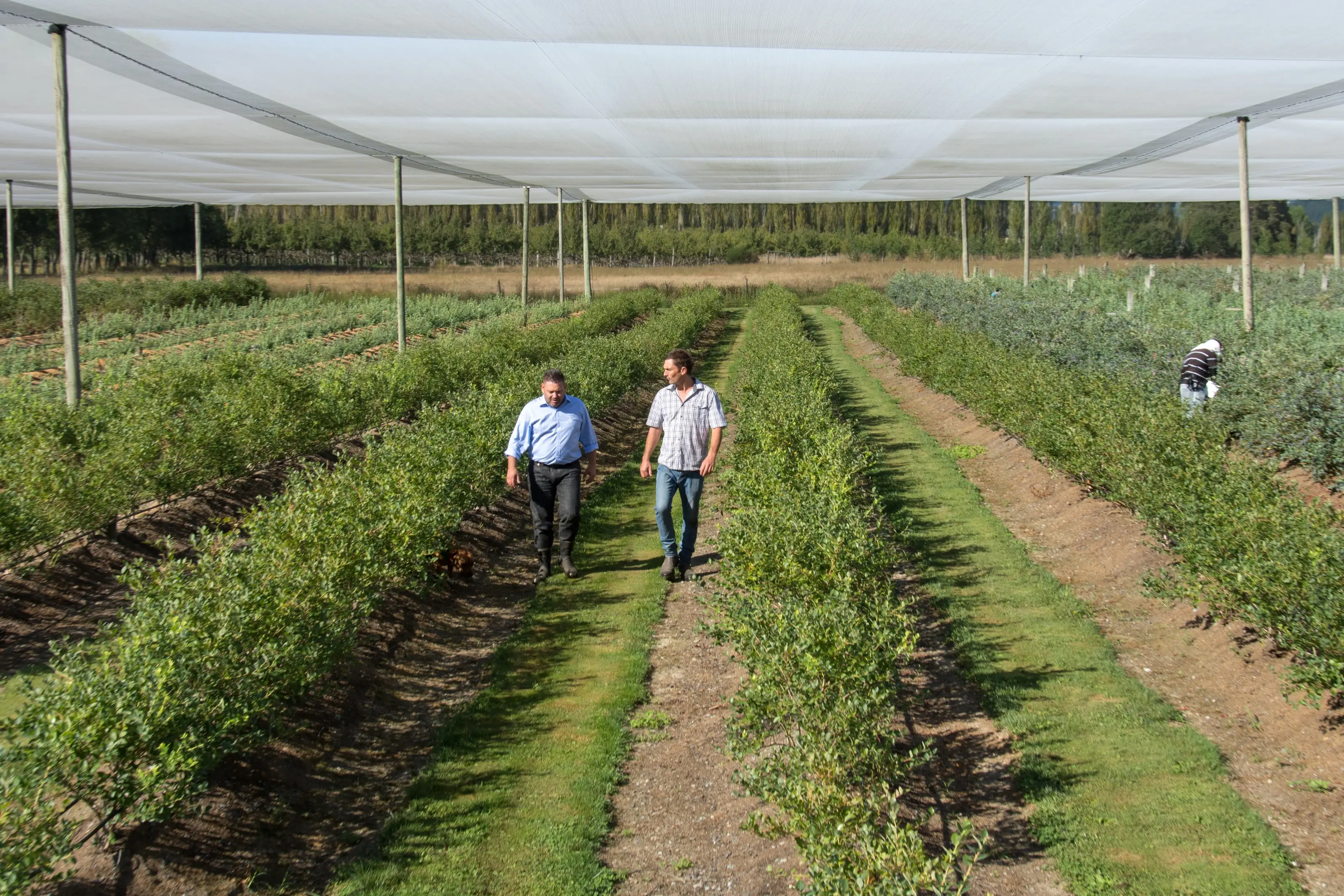 Workers walking the rows of a netted blueberry orchard