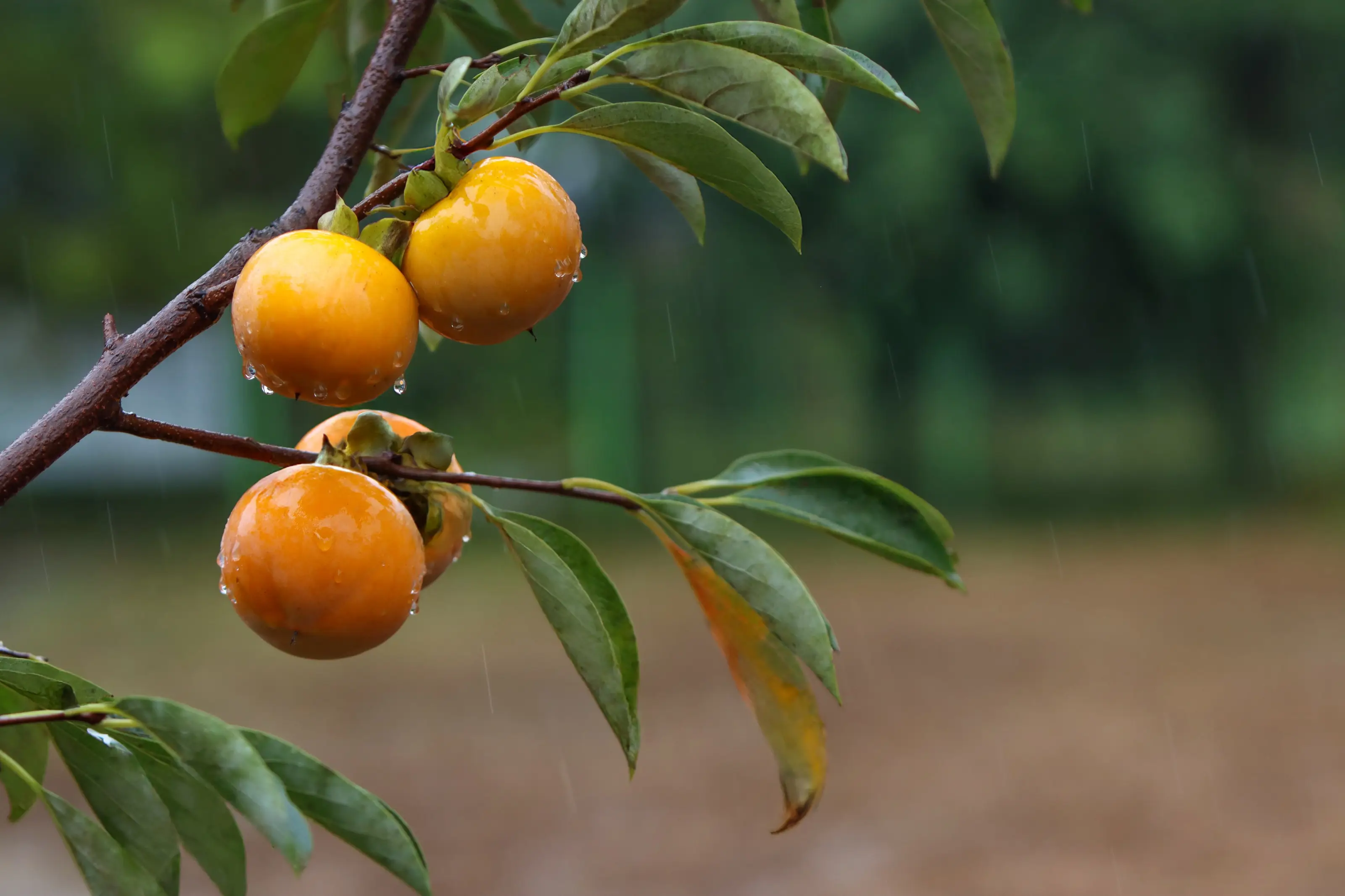 Persimmons ripening on the tree