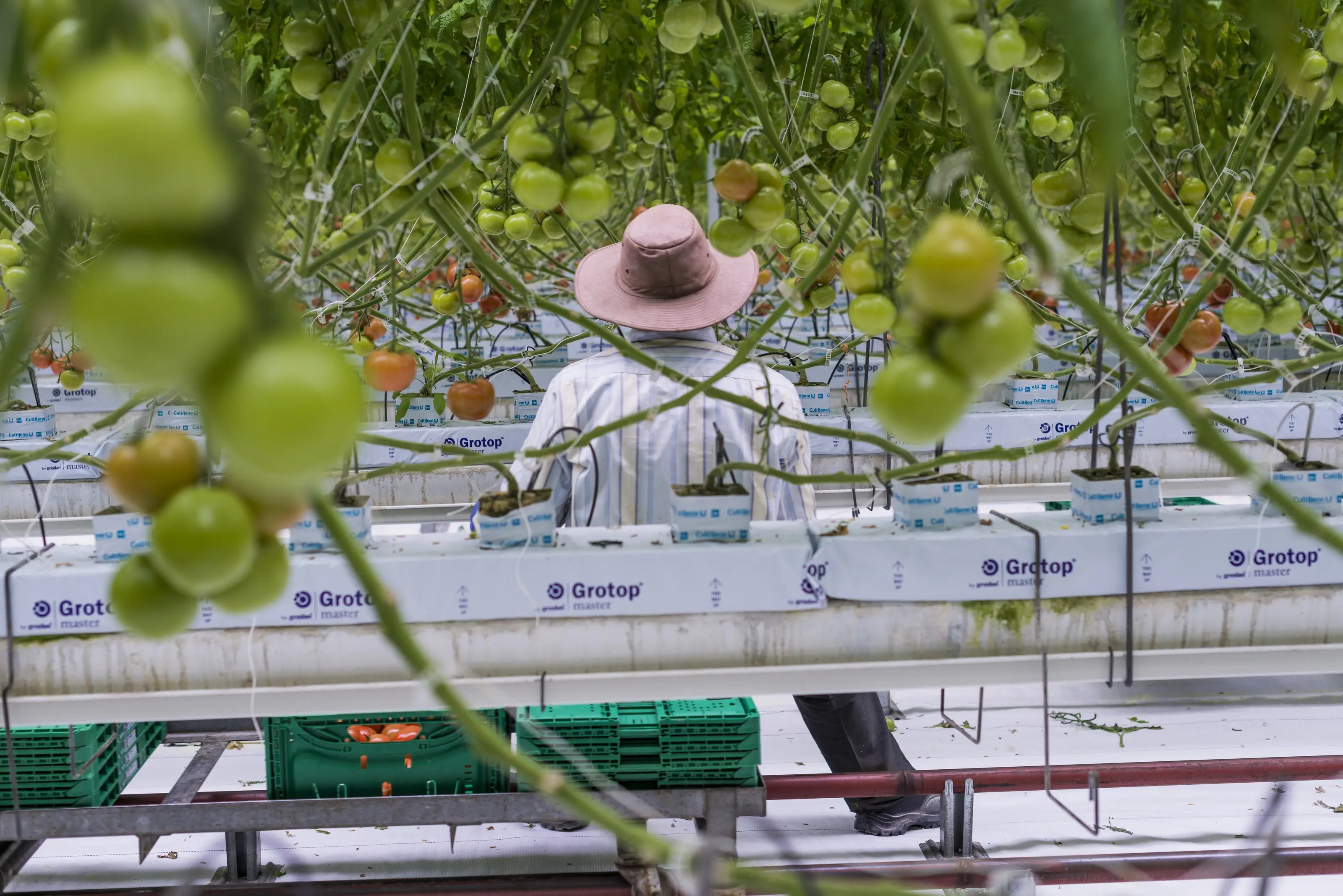 Grower tending tomato vines in a New Zealand glasshouse