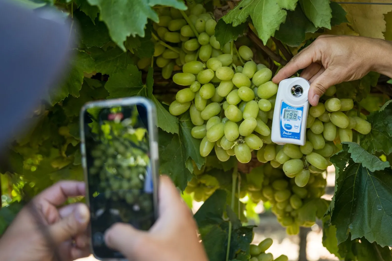 Grower checking green grapes with a refractometer